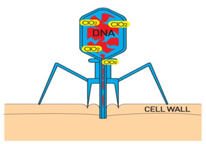 DNA 및 보호막 손상